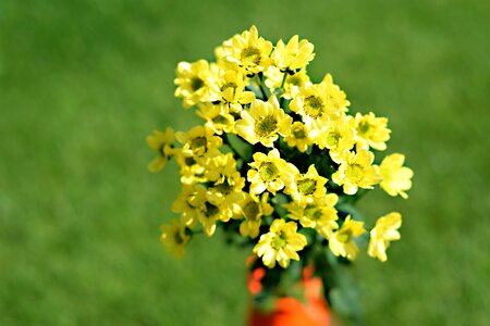 Yellow flowers in bloom flowers nature