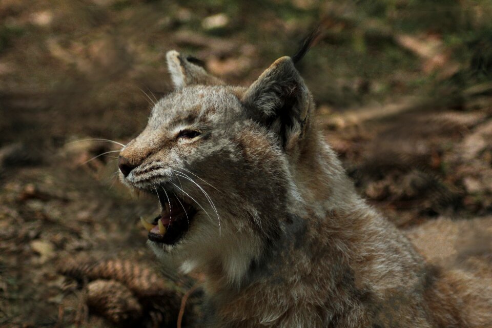 Wildcat predator wild animal