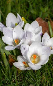 Flowers garden bloom