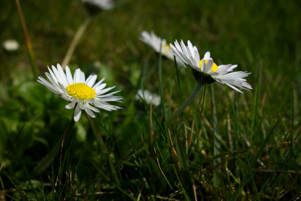 Meadow summer green