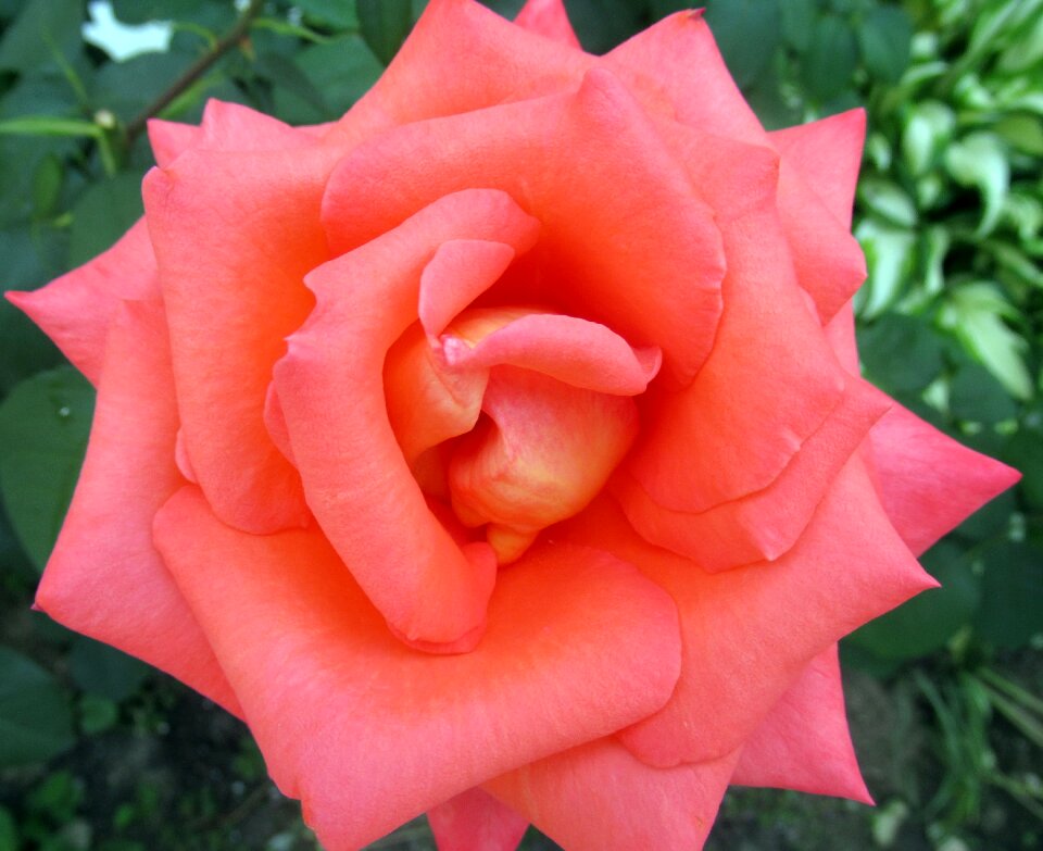 Flower rose petals