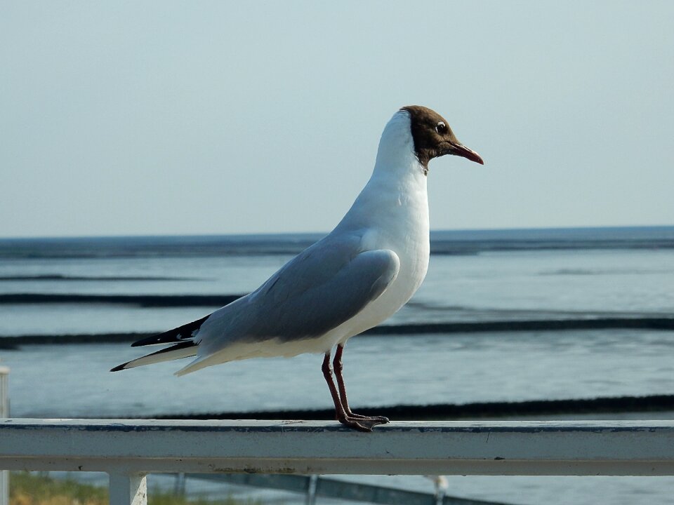 Water bird hatching breeding season
