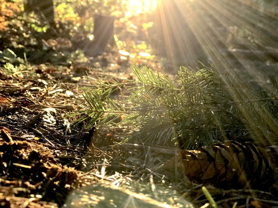 Habitat sunset trees