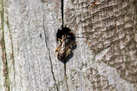 Bee log construction