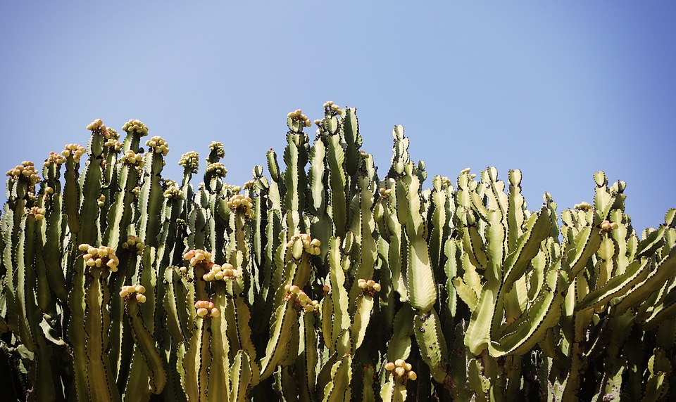 Dry green plant