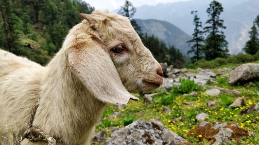 Cute mammal outdoor