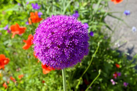 Purple flower flower nature