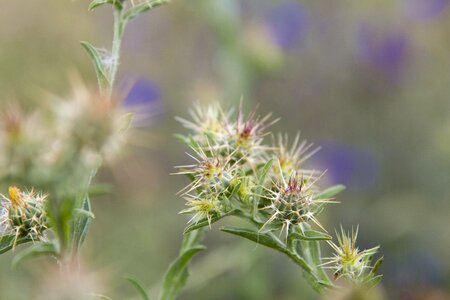 Wild thorny hawthorn