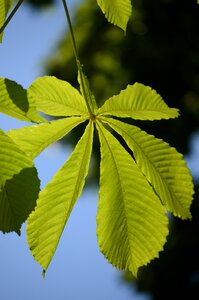 Chestnut tree green leaves