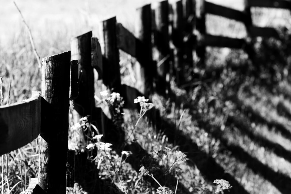 Meadow summer outdoor