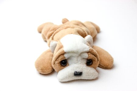 Plush toy dog brown photo