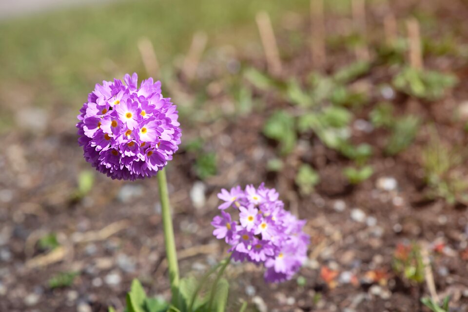 Garden flower nature photo