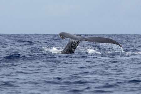 Ocean tail marine photo