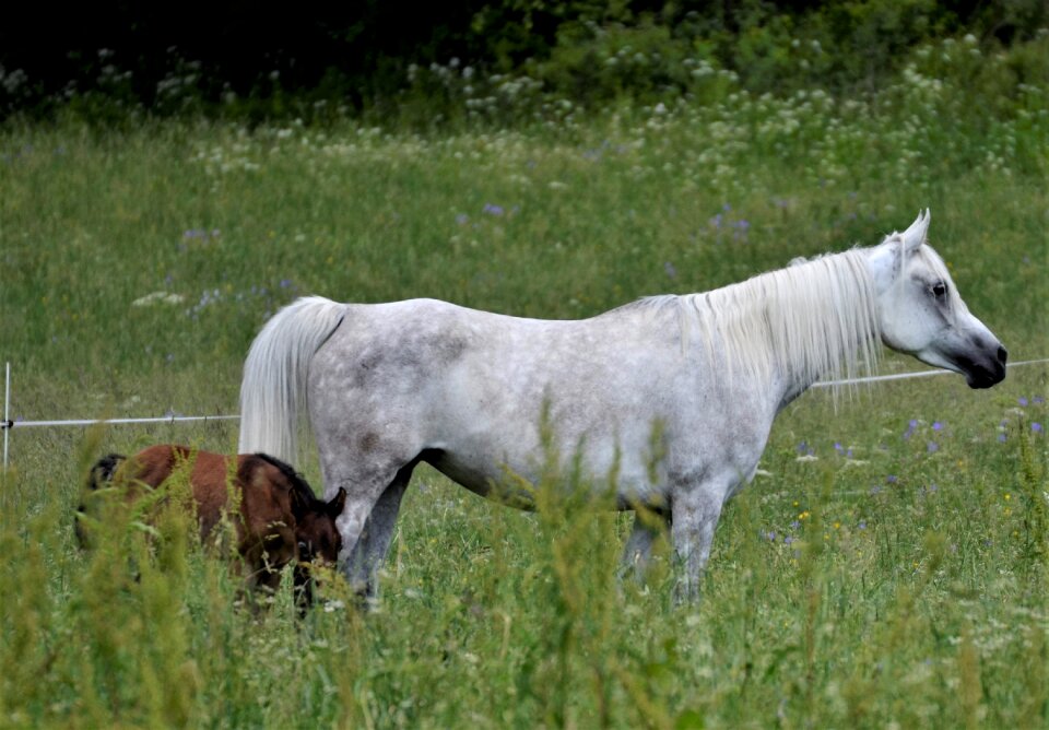 Arabs mare marbach