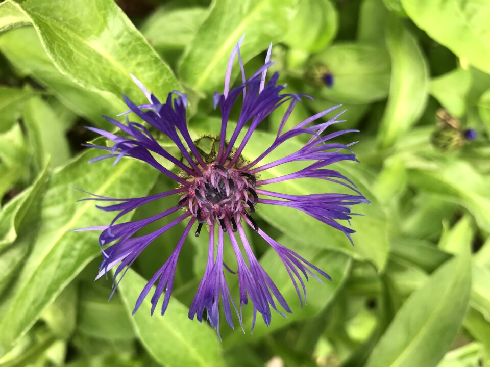 Nature summer flower garden