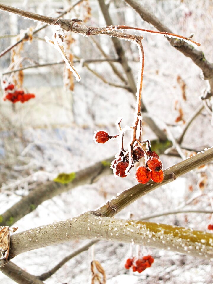 Tree coldly rime photo