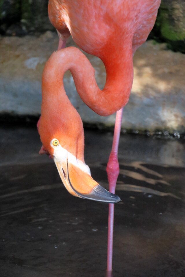 Water bird plumage animal photo