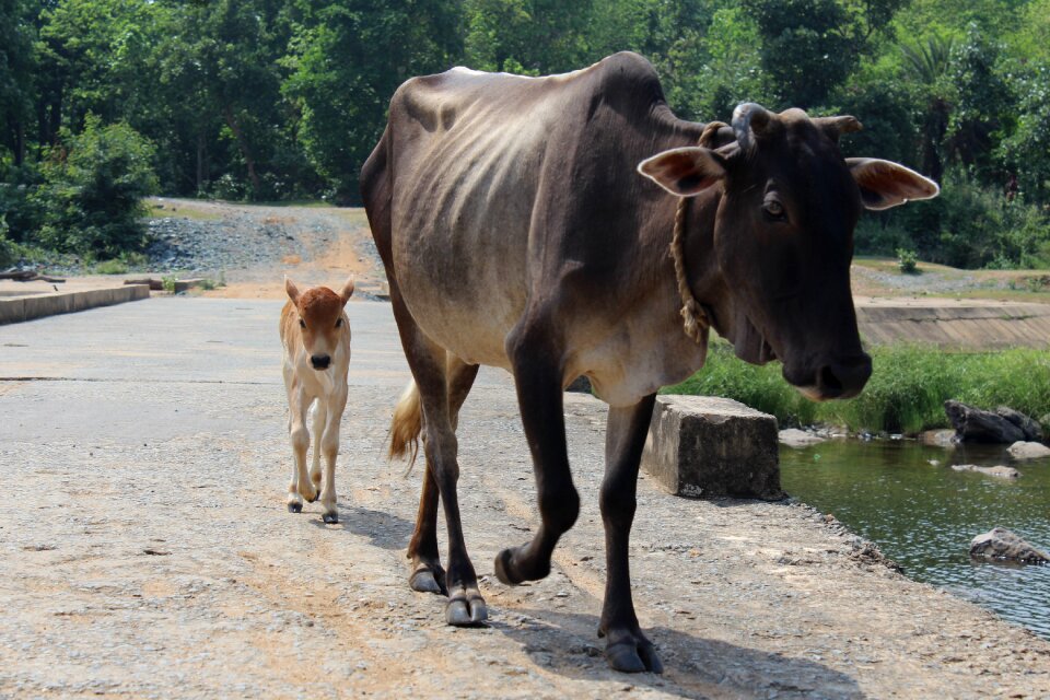 Jamshedpur rajdoha jadugoda