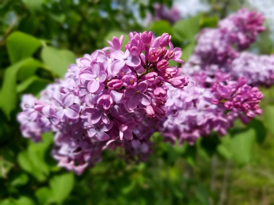 Purple tree nature