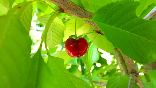 Cherry sweet cherry stone fruit
