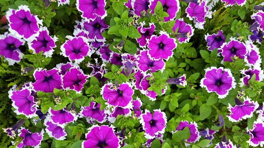 Flower garden purple summer photo