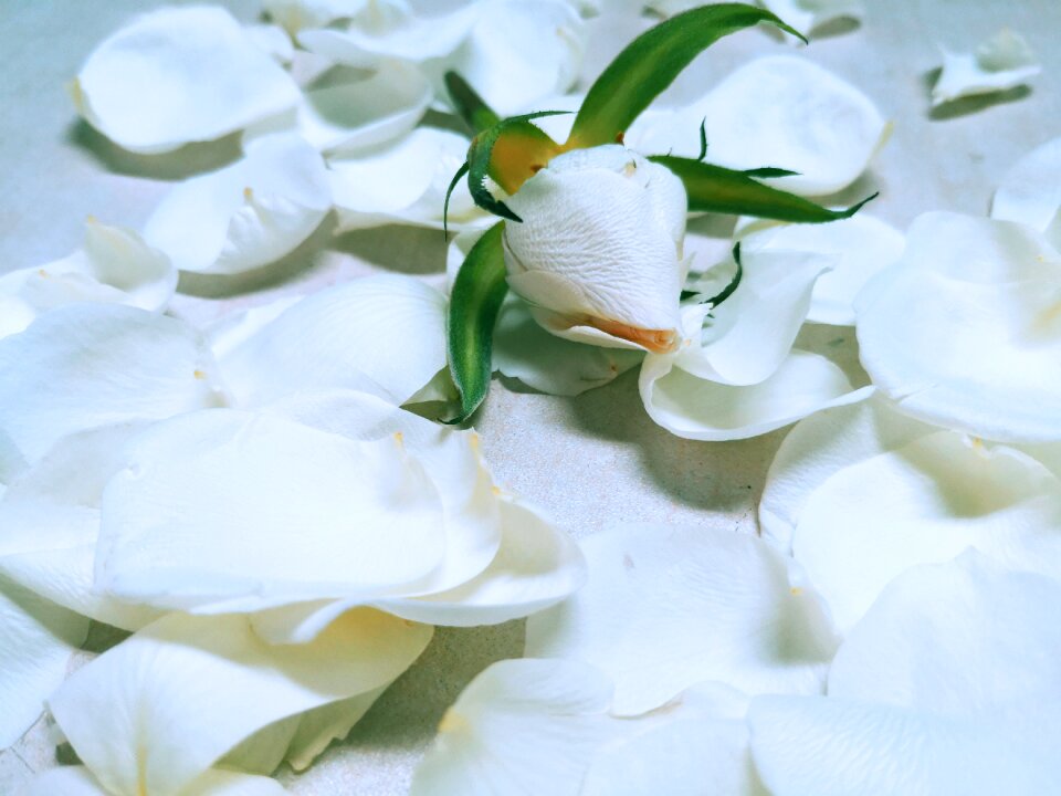 Petal flower natural