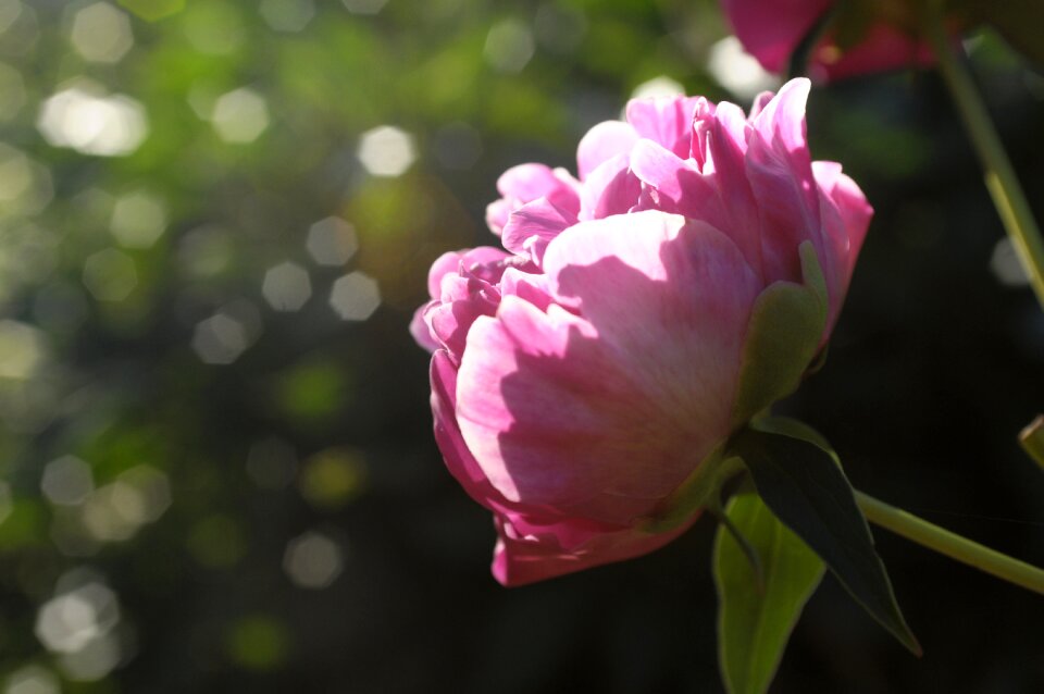 Garden macro blur