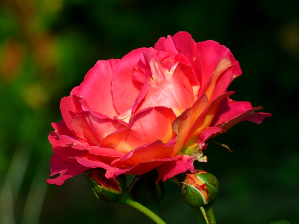 Pink rose rosebush nature photo