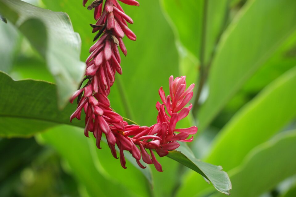 Plant blossom gardening