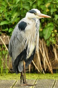 Bird beak wings photo