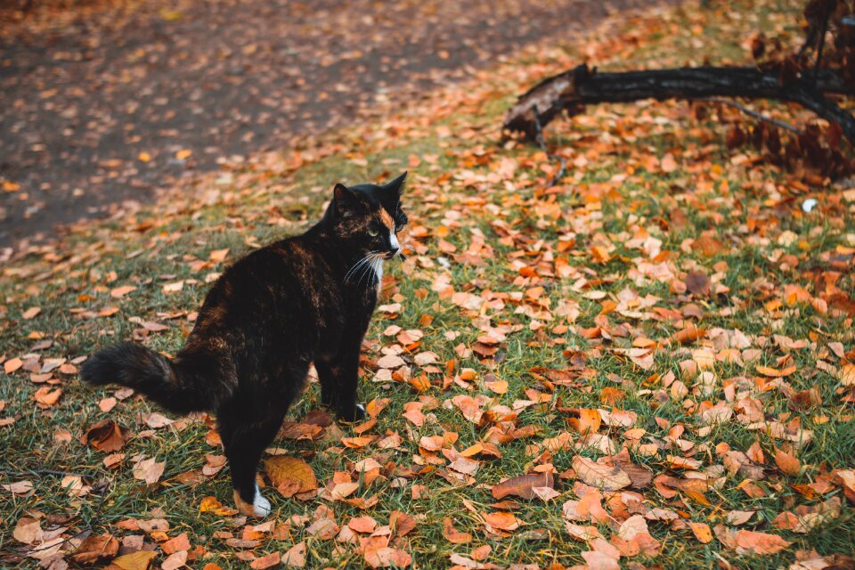 Sheet autumn leaves autumn leaf