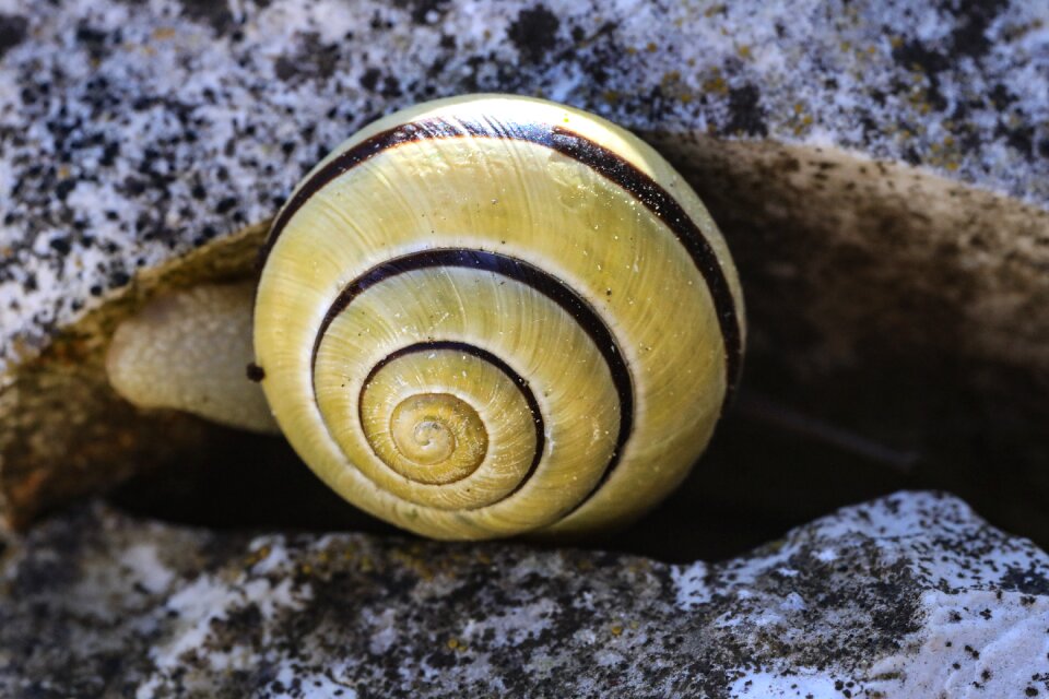 Animal molluscs nature
