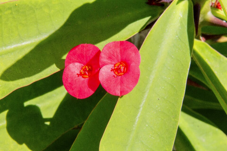 Flower botany garden