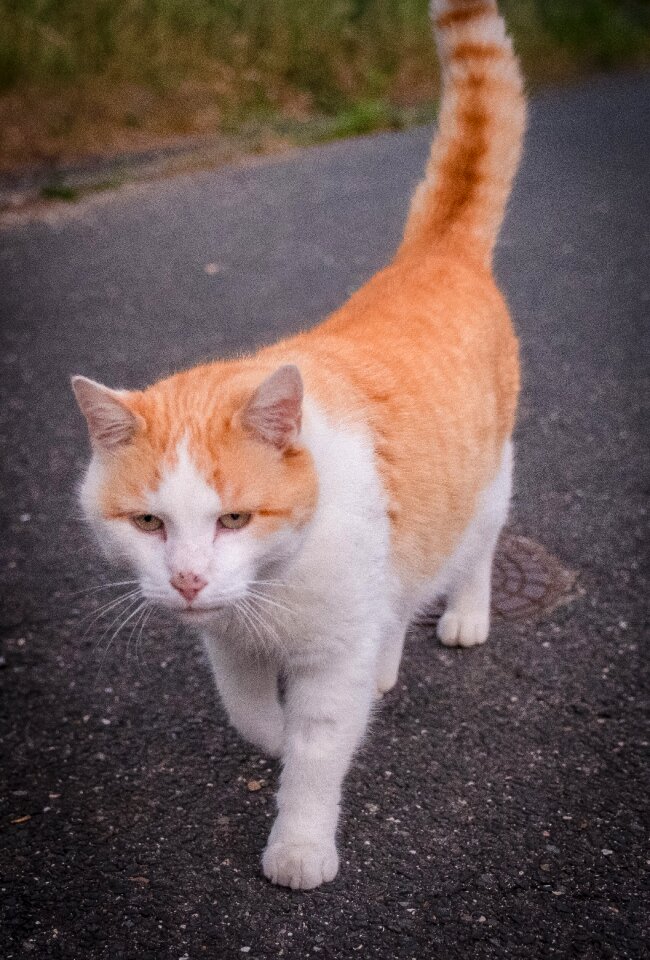 White brown pet