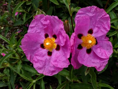 Color blossom plant photo