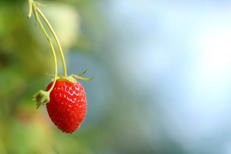 Fruits mature summer