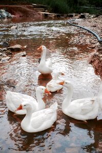 Pet water streams