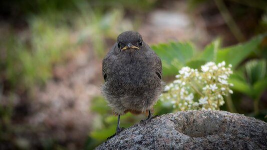 Fluffy songbird close up photo
