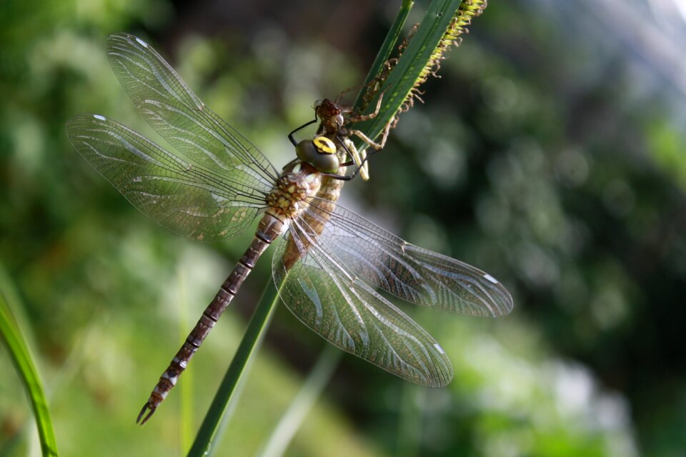 Hawker close up flight insect