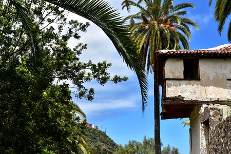 Holiday tenerife canary