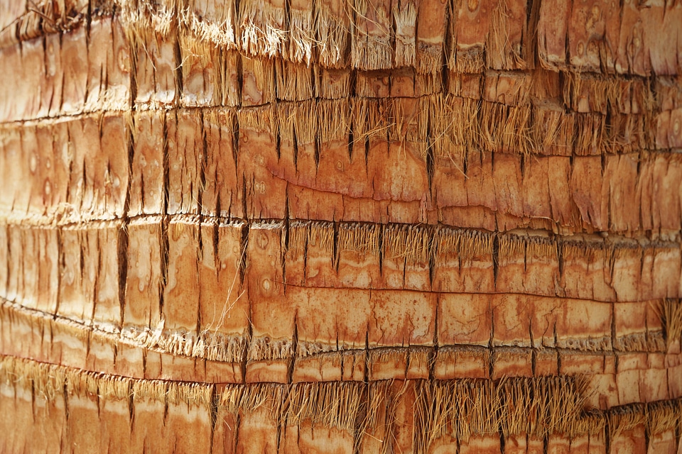 Texture wood nature