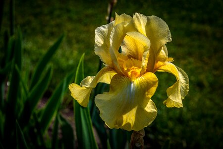Spring presby iris gardens photo