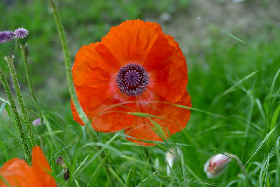 Nature orange poppy
