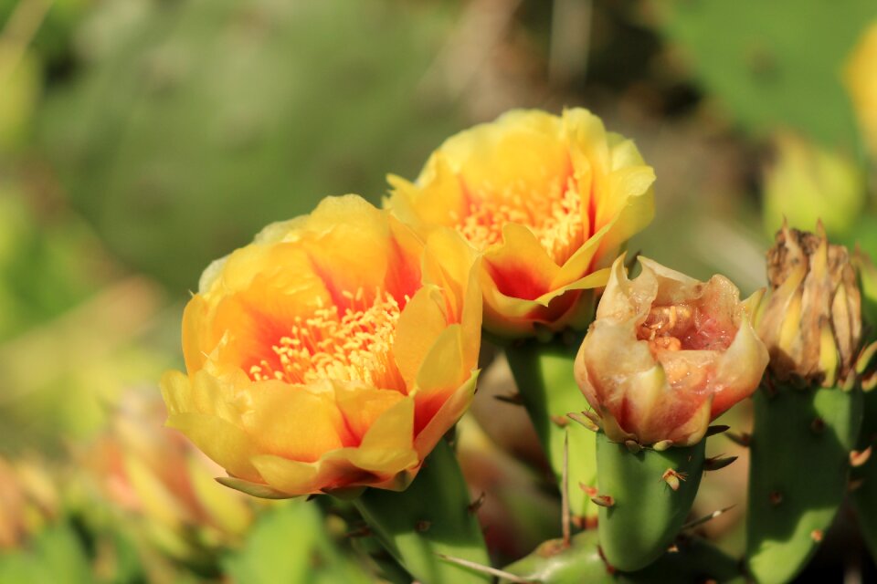 Botanical blooming tropical