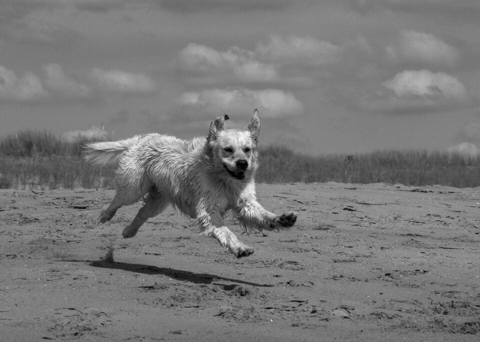 Male run coat white