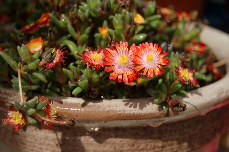 Plant ground cover drops red flowers photo