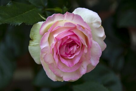 Blossom bloom nature