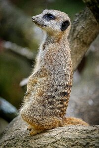 Animals cute nature