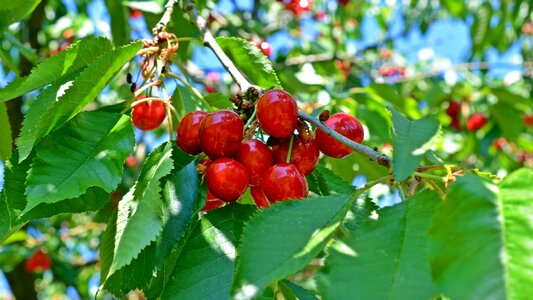 Garden summer fruits