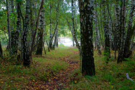 Tree birch migratory path photo